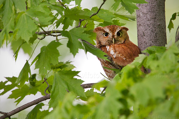 Eastern Screech-Owl Photo @ Kiwifoto.com